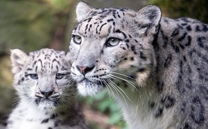  Snow Leopard And Cub