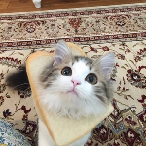  cat and bread!!!!