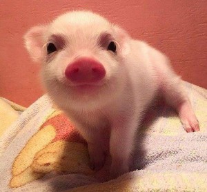  cute pig