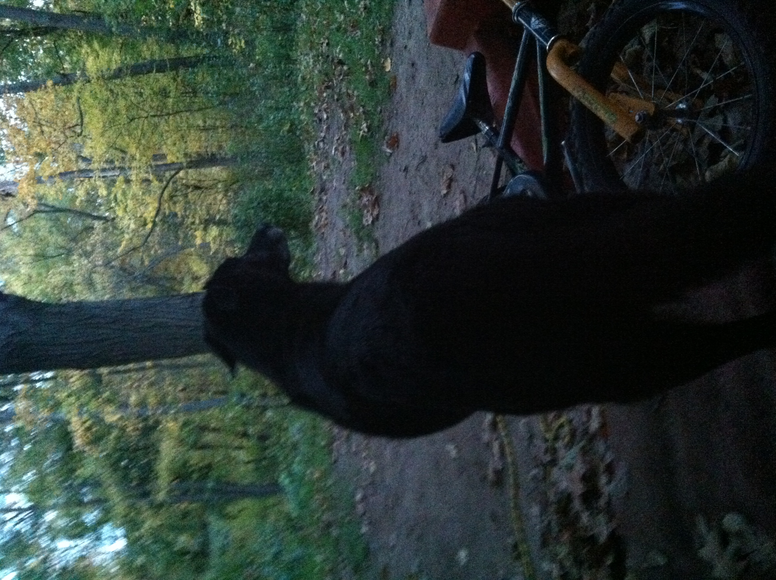 A black fox walked up to me,and sat down next to me