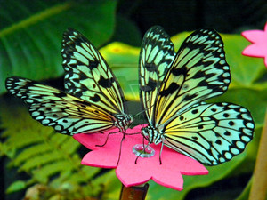  Beautiful kupu-kupu