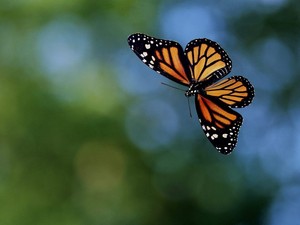  Beautiful con bướm, bướm hình nền
