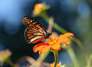  Beautiful vlinder