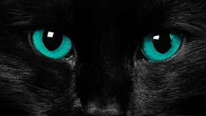 Black Cat With Green Eyes 
