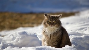  Cat Enjoying The Winter Weather