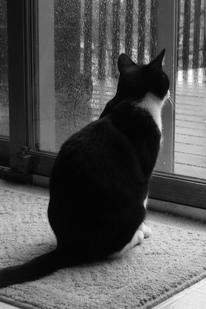  Cat Looking Out The Window