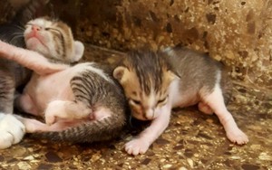  Cute Little gatitos
