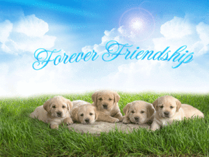 Forever Friends ♥