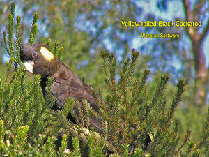  yellow tail black cockatoo