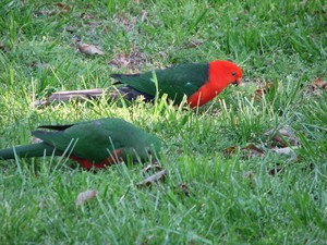  Australian King papegaai
