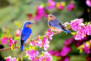  Beautiful Birds