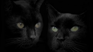  Beautiful Black बिल्ली