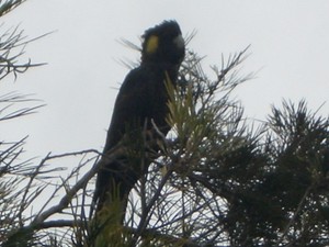  Black Cockatoo