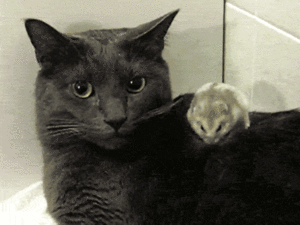 Cat and topo, mouse