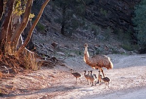  Emu Dad With Chicks