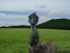  Emu