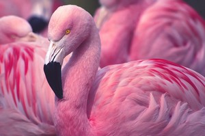 flamenco, flamingo