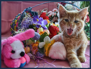  Happy Easter Kitties