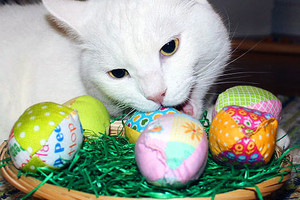  Happy Easter Kitties