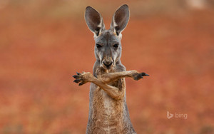 kanggaru, kangaroo
