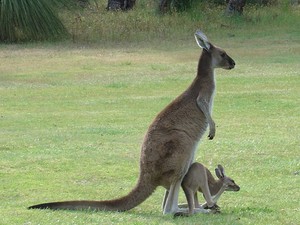  kanggaru, kangaroo with Joey