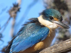  King Fisher