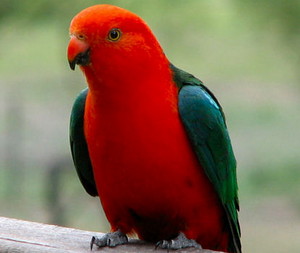 MALE KING PARROT 