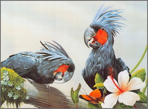  Palm Cockatoo