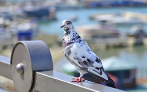  Pigeon