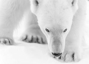  Polar медведь