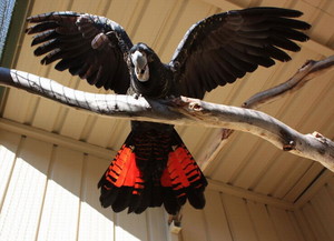  Red Tailed Black Cockatoo