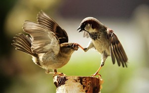  Sparrows