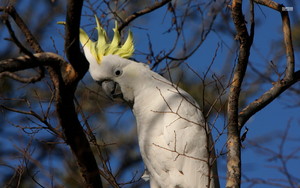  Sulphur Crested Cockatoo