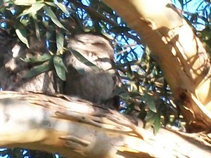  Tawny Frog Mouth