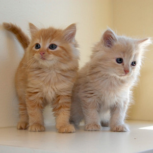  Two Adorable anak kucing