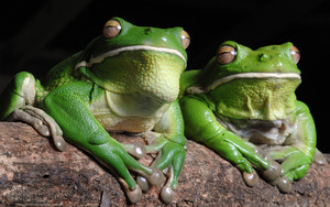  White lipped pohon frogs