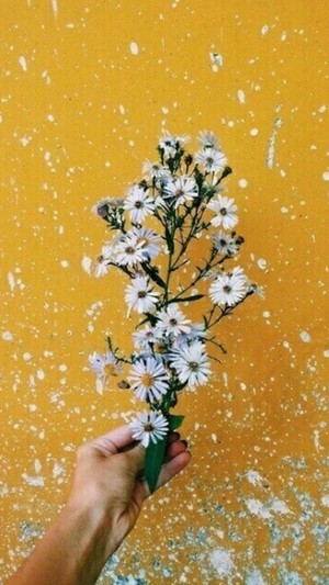  aesthetic flowers ❀
