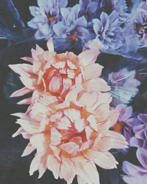  aesthetic flowers ❀
