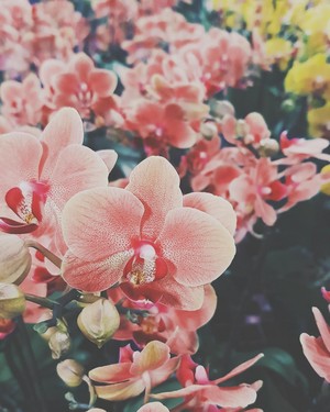  aesthetic flores ❀
