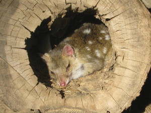  eastern quoll