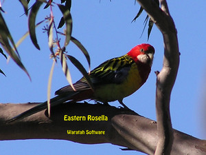  eastern rosella