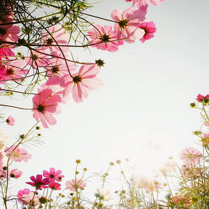  flowers ✿