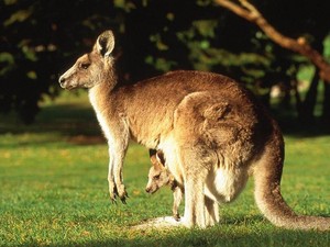  kangoeroe