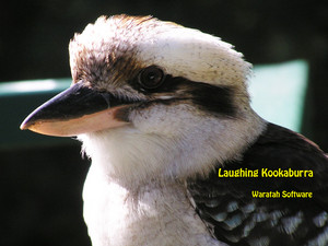  kookaburra