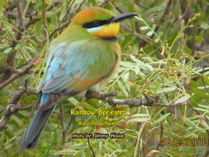  cầu vồng bee eater