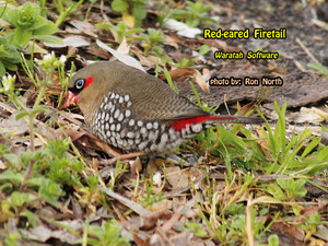  red eared firetail