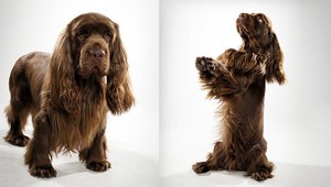  sussex asong spaniel 04 lg