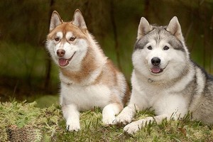  Beautiful chiens