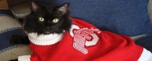  Cat Dressed In An OSU Sweater