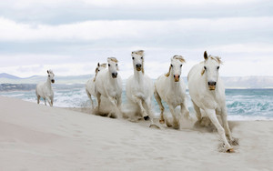  cavalos on the de praia, praia